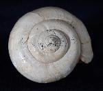 Ampullina perusta (DEFRANCE in BRONGNIART 1823) - Bild &copy; FossNet FossilienStore